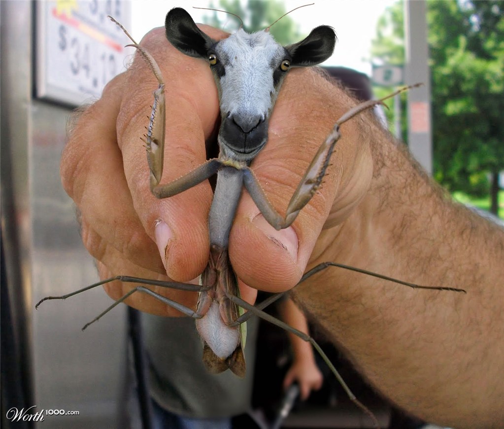 MantisGoat