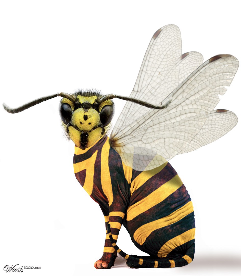 sphynx wasp