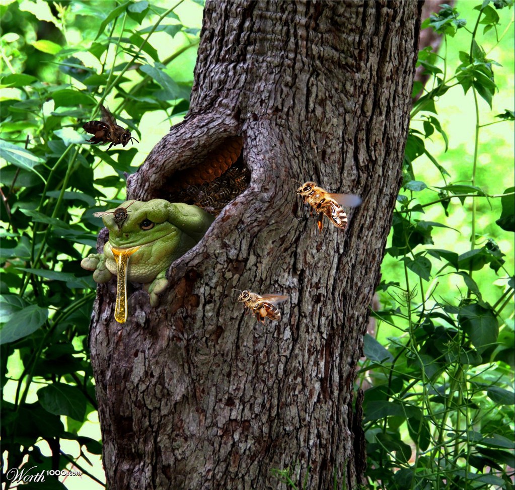 Frog and the bees.
