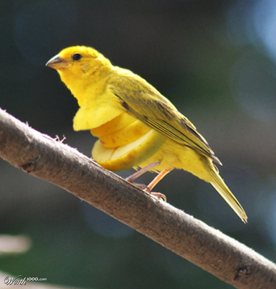 Canary