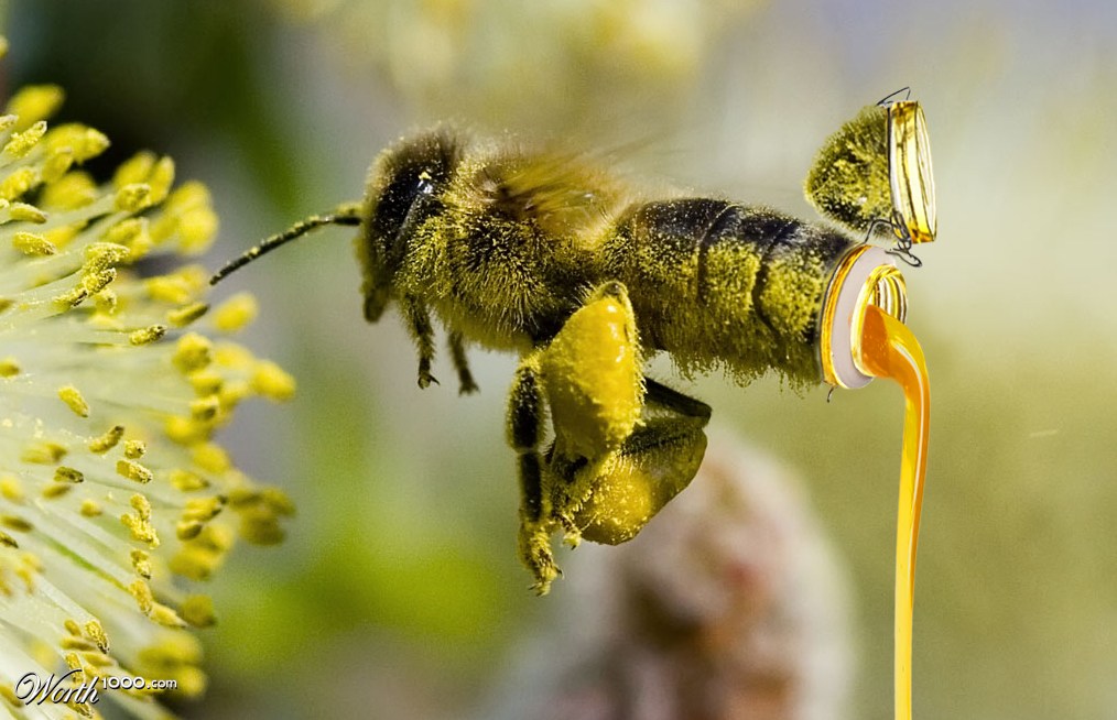 Making Honey