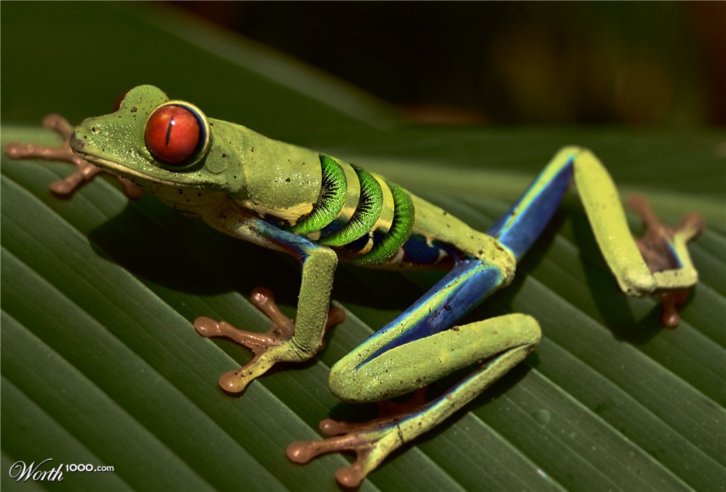 Kiwi Frog