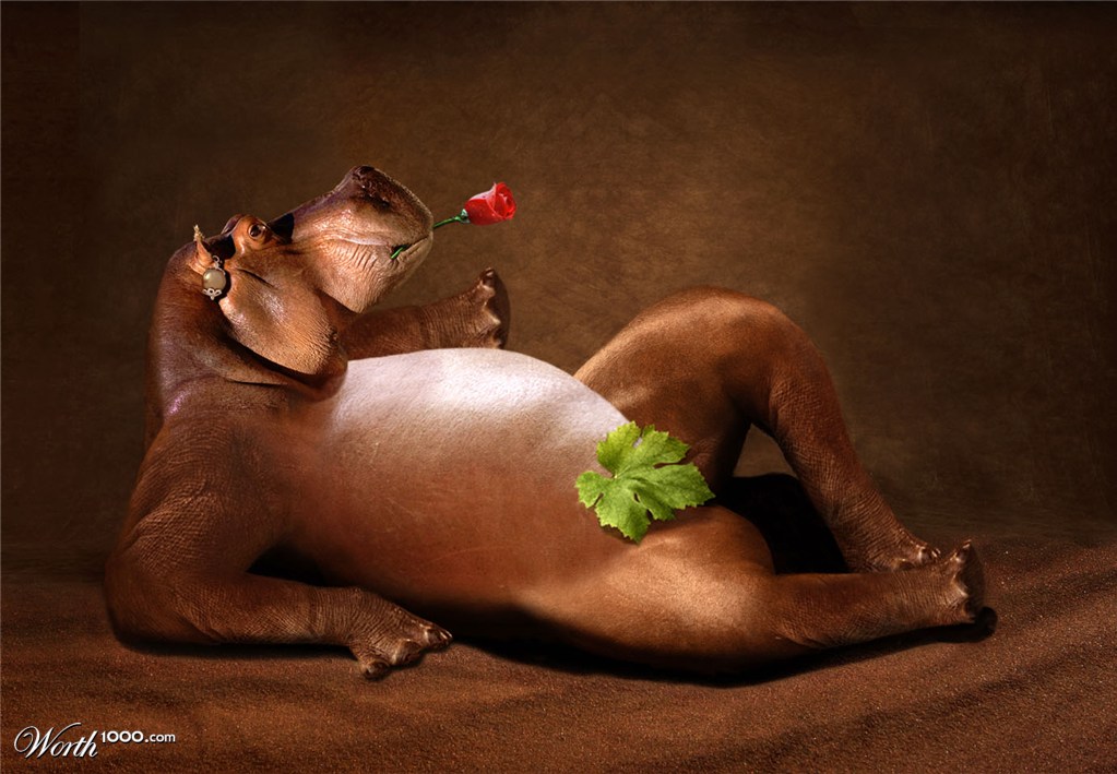 Hippo Pause
