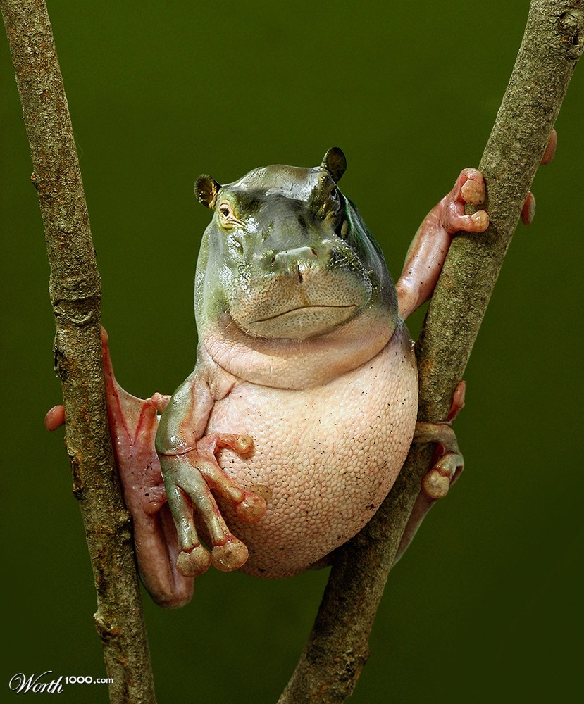Hippofrog.