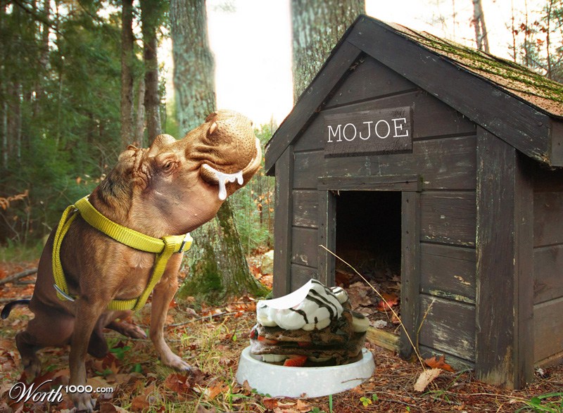 Mojoe