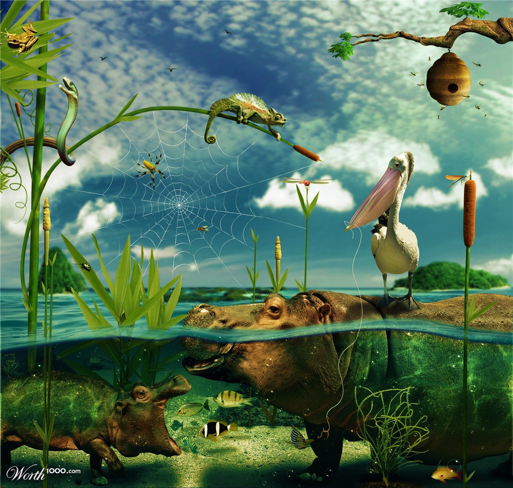 FOOD WEB