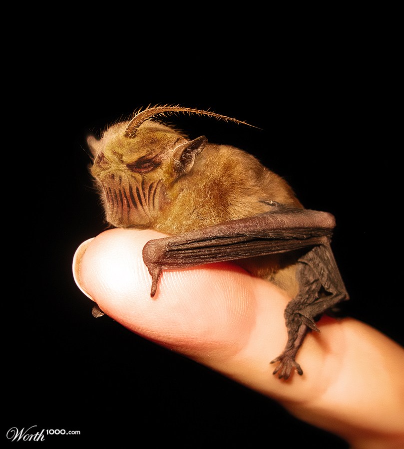 Baby Stinger Bat