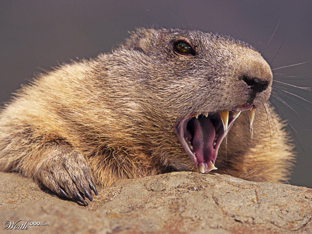 Oh look a marmot....AAaaaAAaAAaAAaH!
