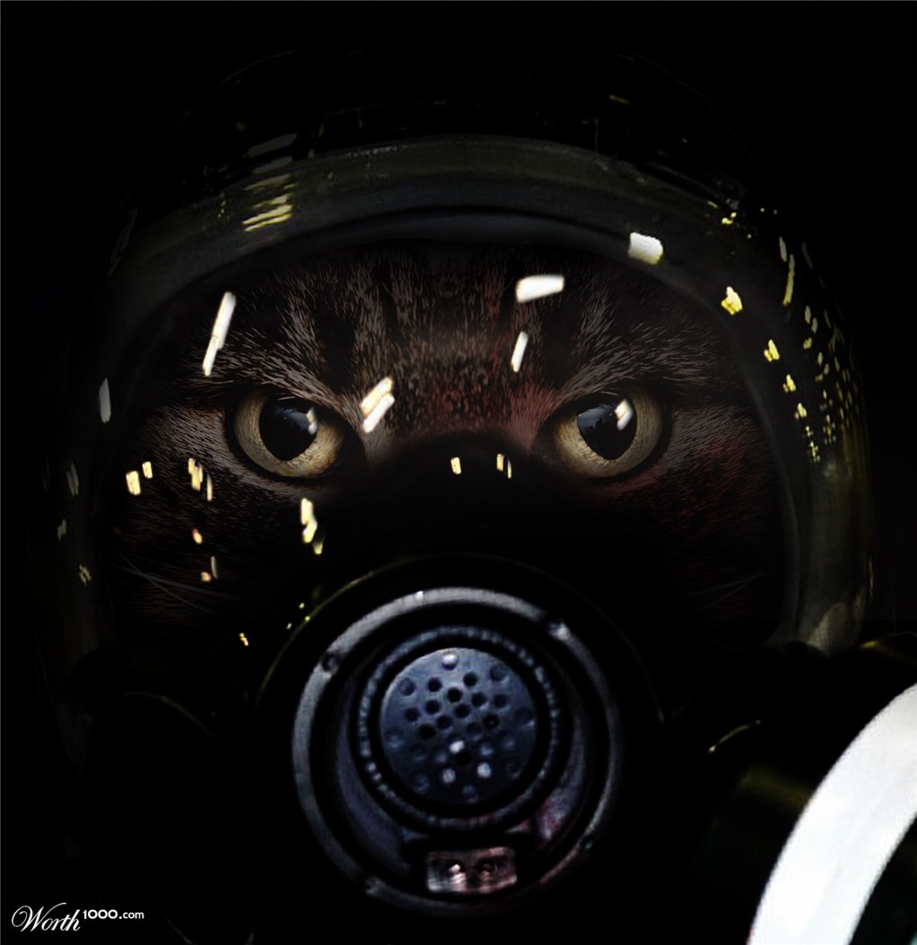Serious Kitty