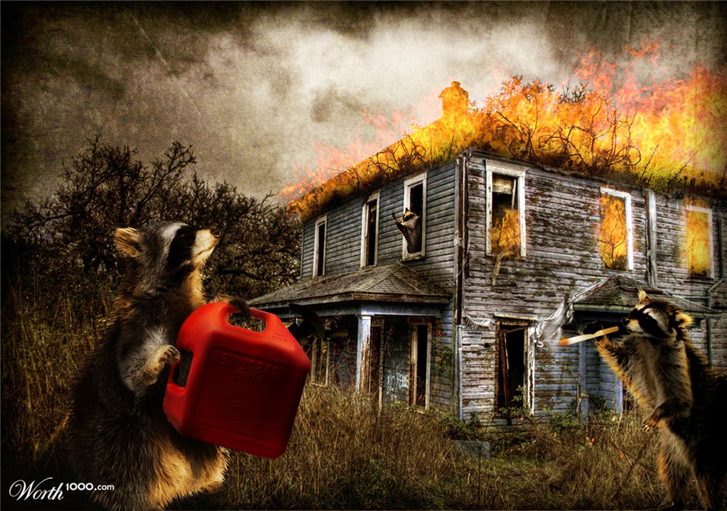 raccoon arson