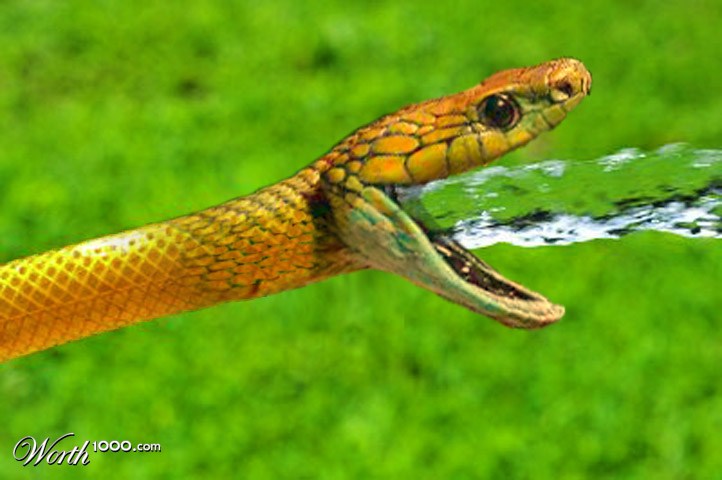 Water Snake