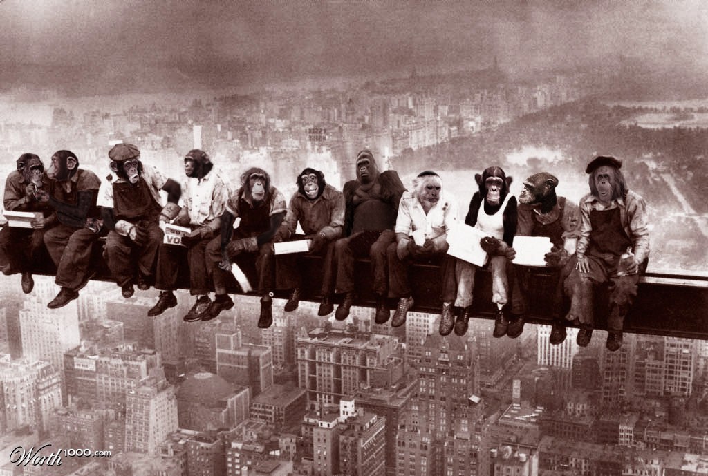 Chimp "hanging" at work