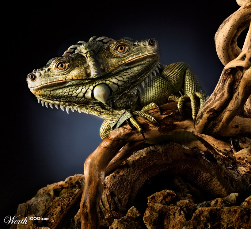 Rare Wide-Faced Lizard