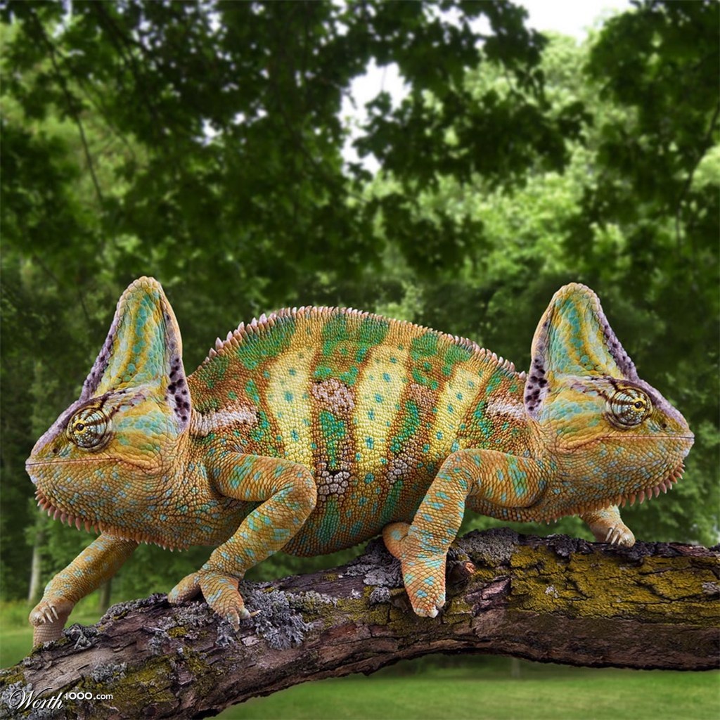 chameleon-noelemahc