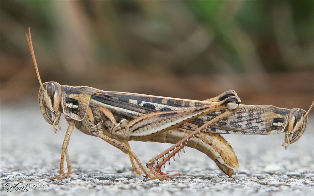 Grasshoppergra