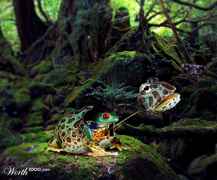 Expert Frog