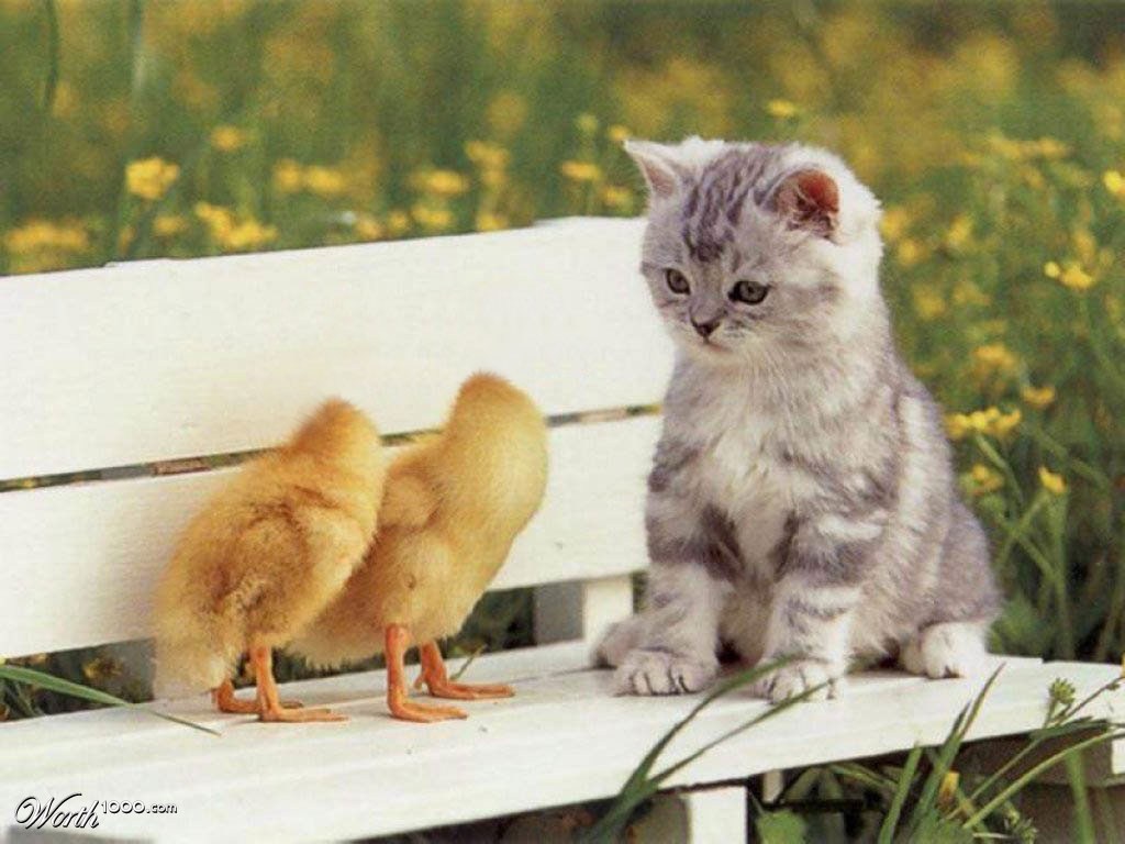 Confused Kitten