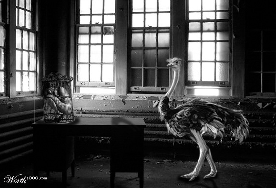 Birds Ruling