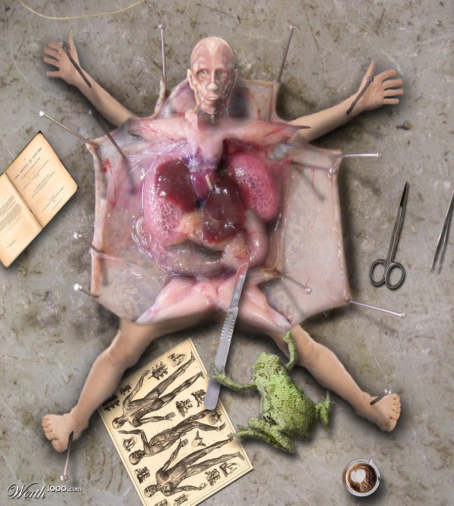 Dissection