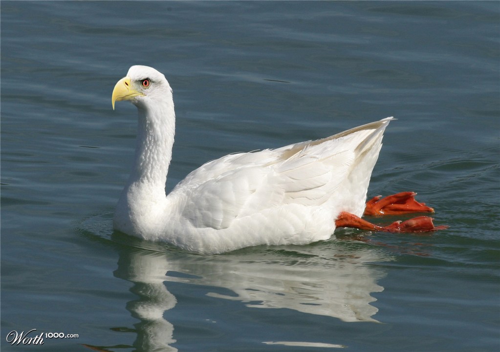 Eaglegoose