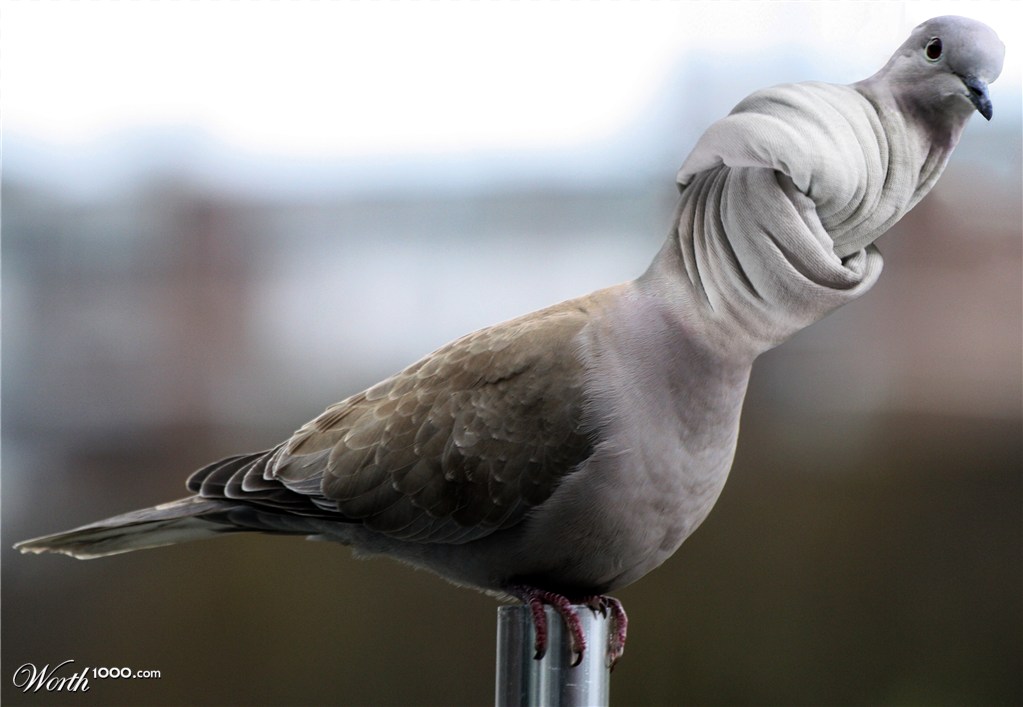 Knot in your dove-kerchief