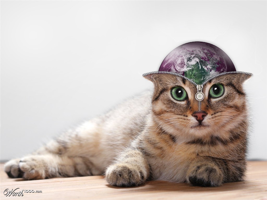 zip cat