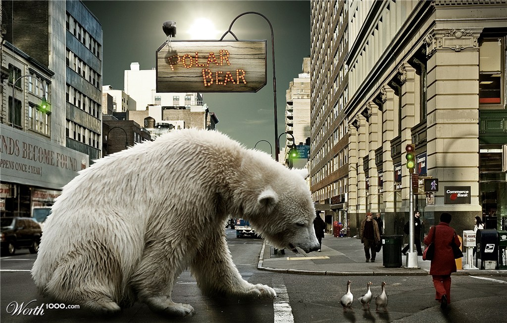 Polar Bear