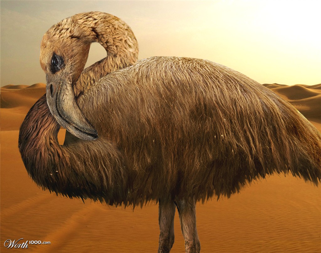Woolly Flamingo