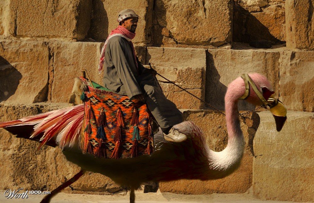 Desert Flamingo