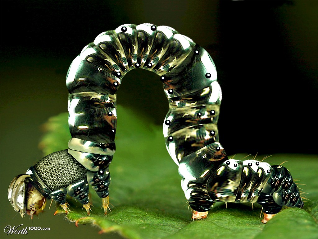 Green Caterpillar