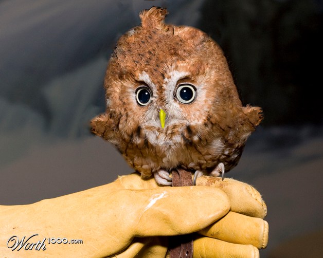 Hoot Hoot version2