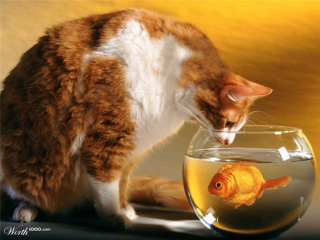 A fat cat needs a fat fish