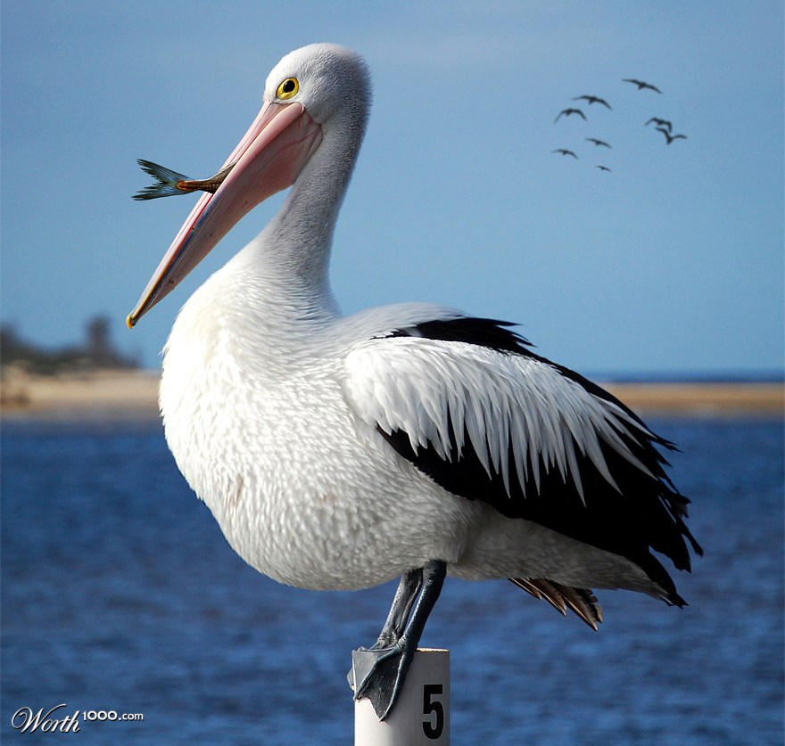 Plump Pelican