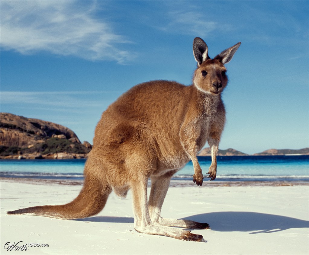 KANGAROO