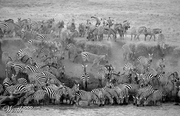 On the Lam (or Zebra)