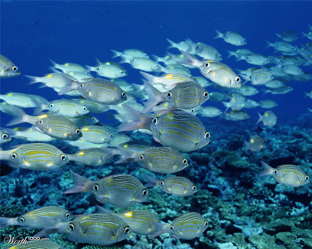 Mirror Fish