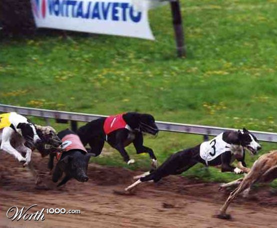 Greypig Racing
