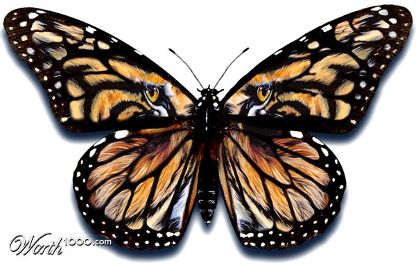 Bengal Butterfly