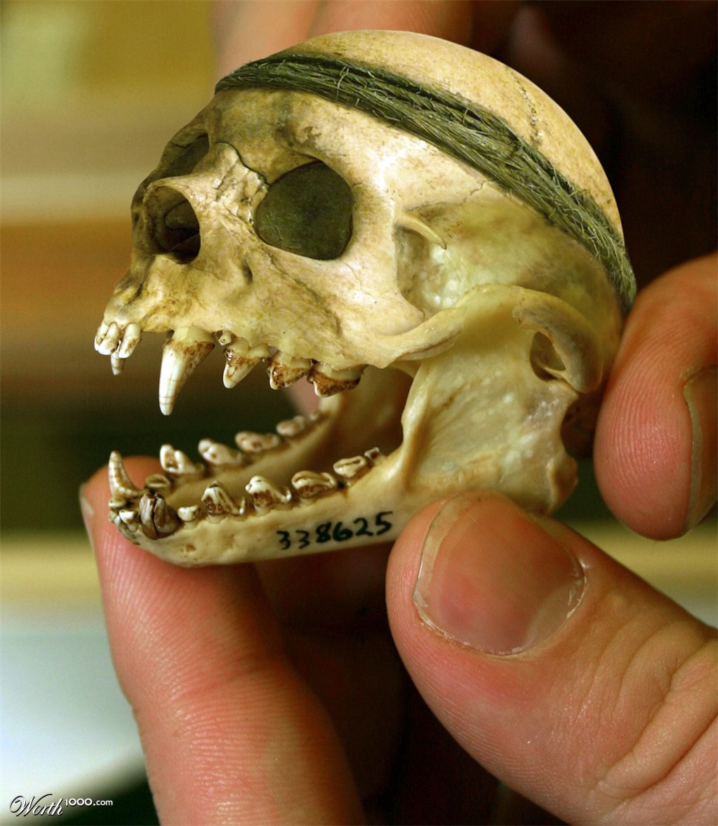 Small Skull Strange