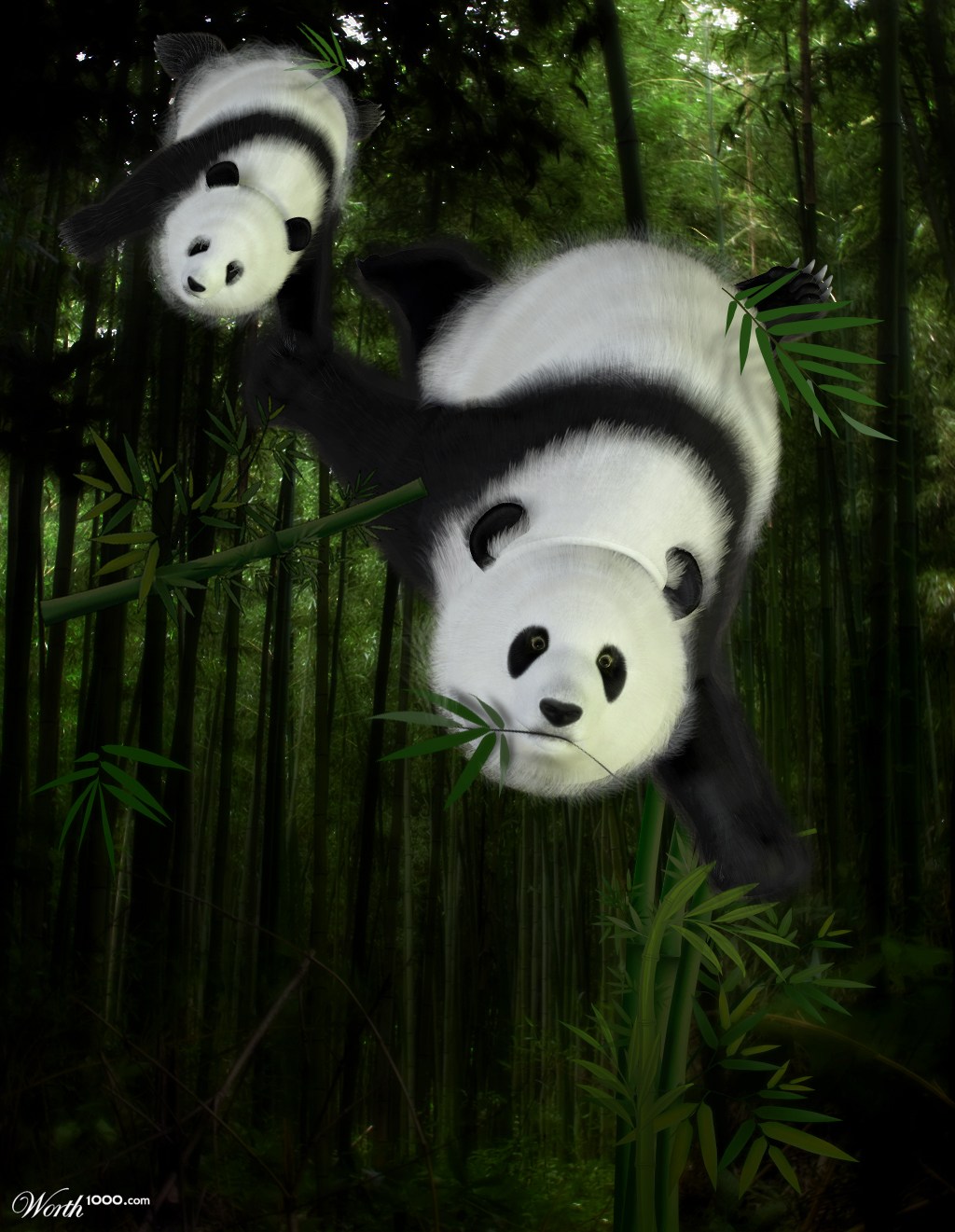Panda