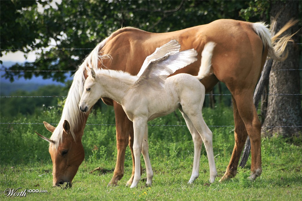 Unicorn and Pegasus