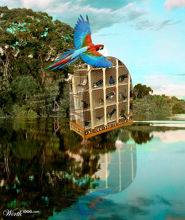 S.O.S Amazonia