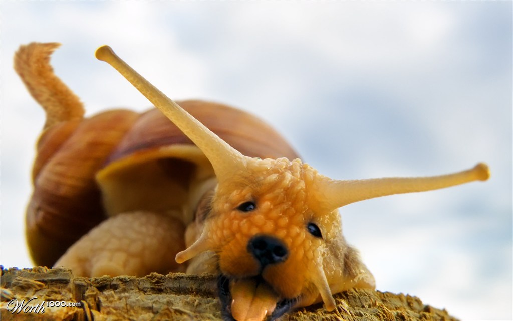 Puppy Snail