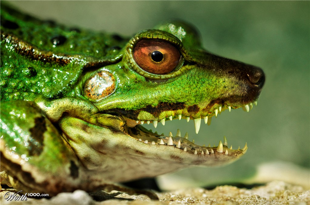 Frowlcodile