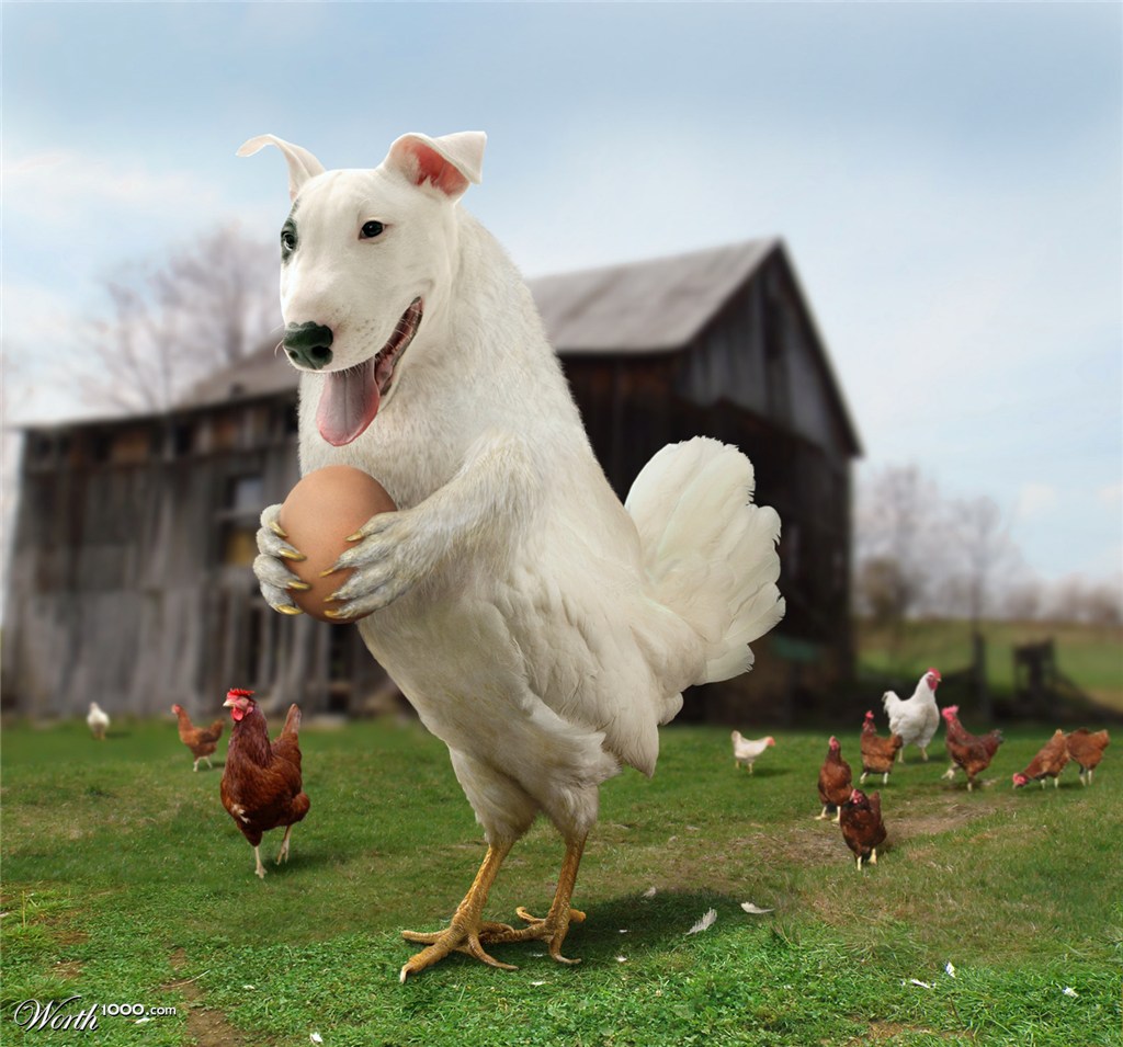 Rachido (raccoon/chicken/dog)