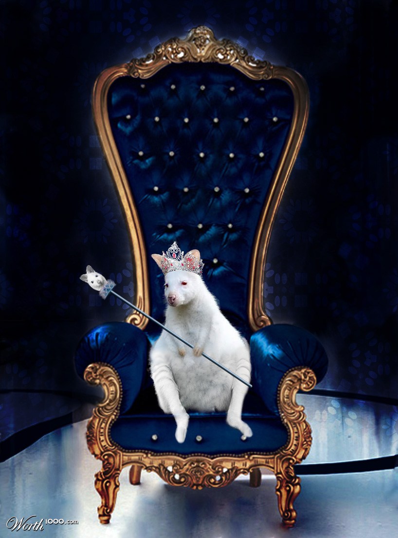 Kangaroo King