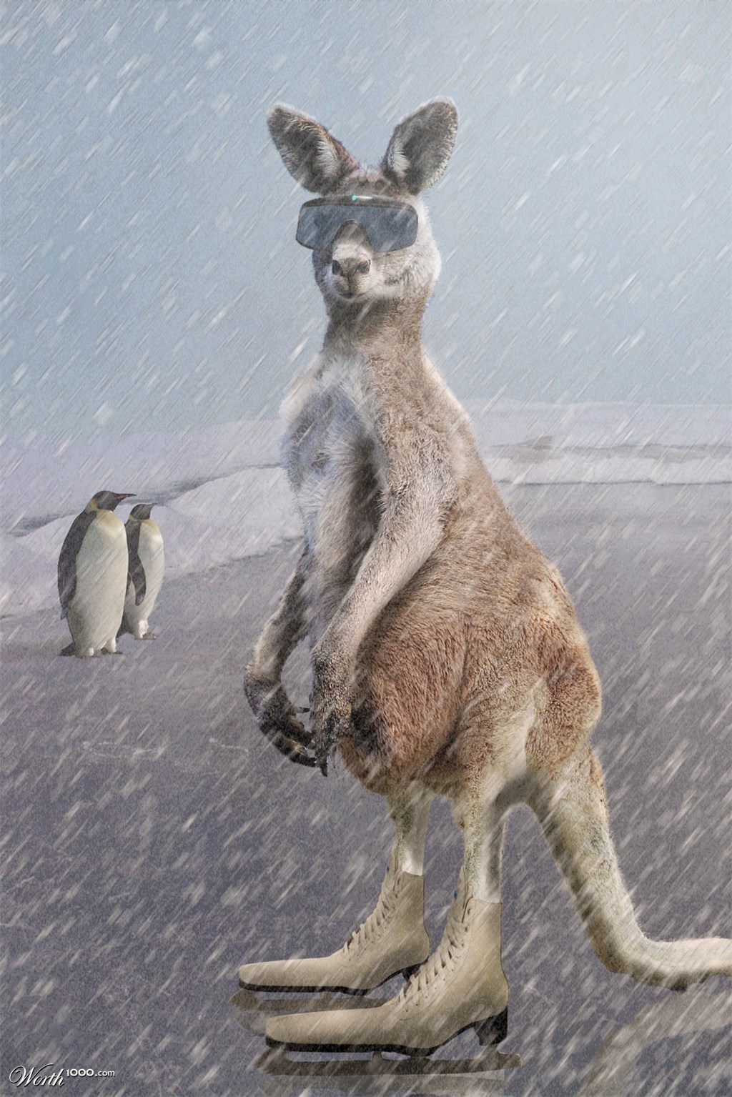 Skippy goes Antarctic