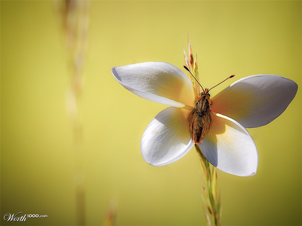 butterflower
