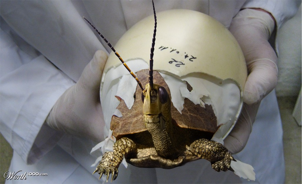 TurtleHopper Hatchling