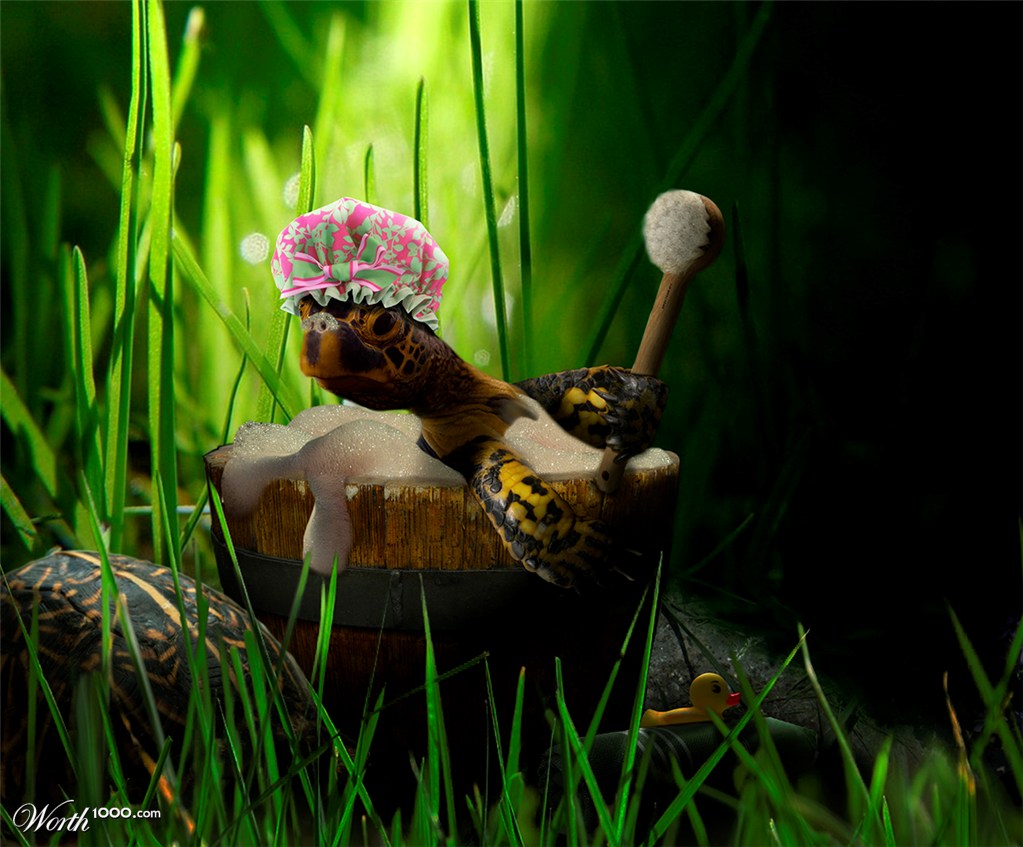 Turtle Bath